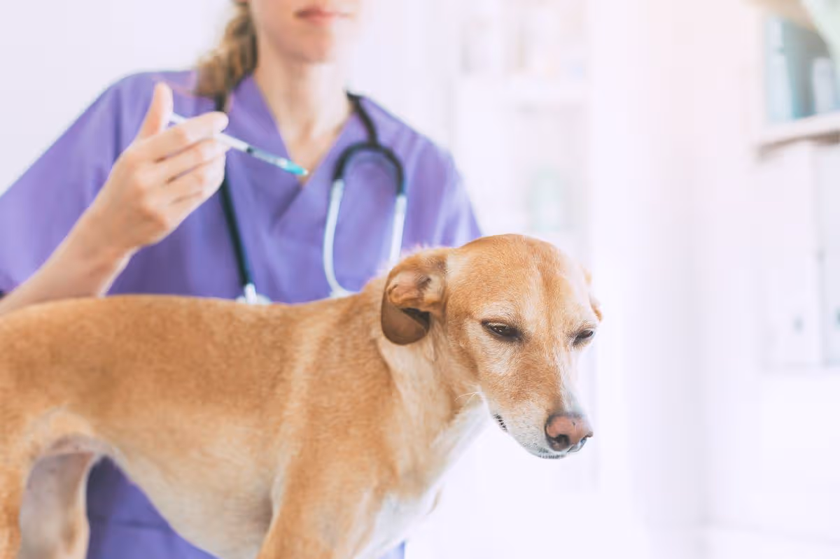 A vet injecting a dog