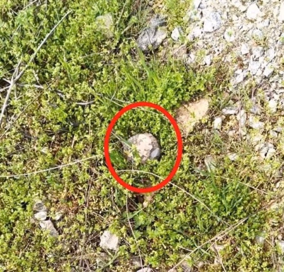 Kids are being lured to these toy-like 'gingerbead' mines which are dropped from the sky 