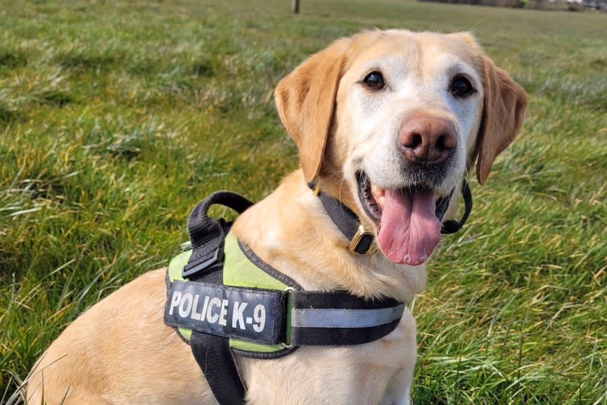Ex-police dog Jess sitting on grass