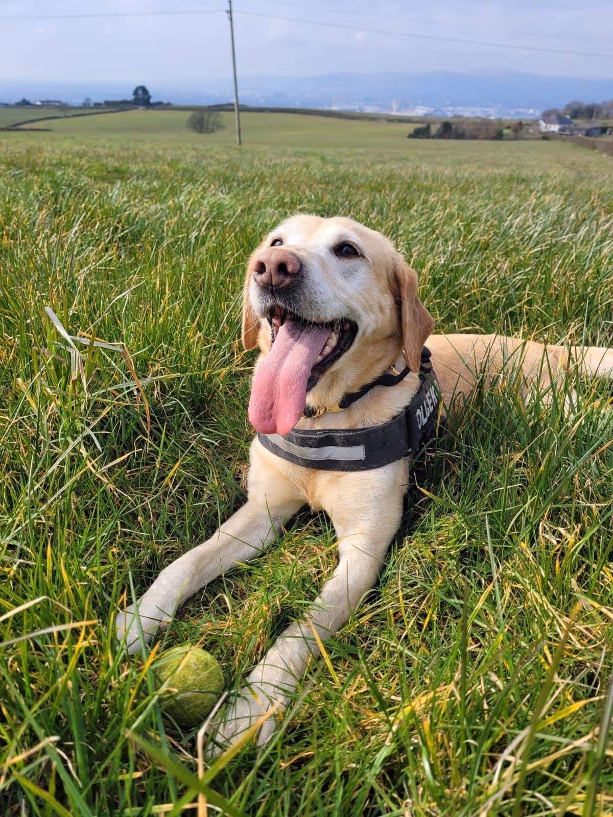 Jess in a field with her tongue out and a tennis ball between her front paws