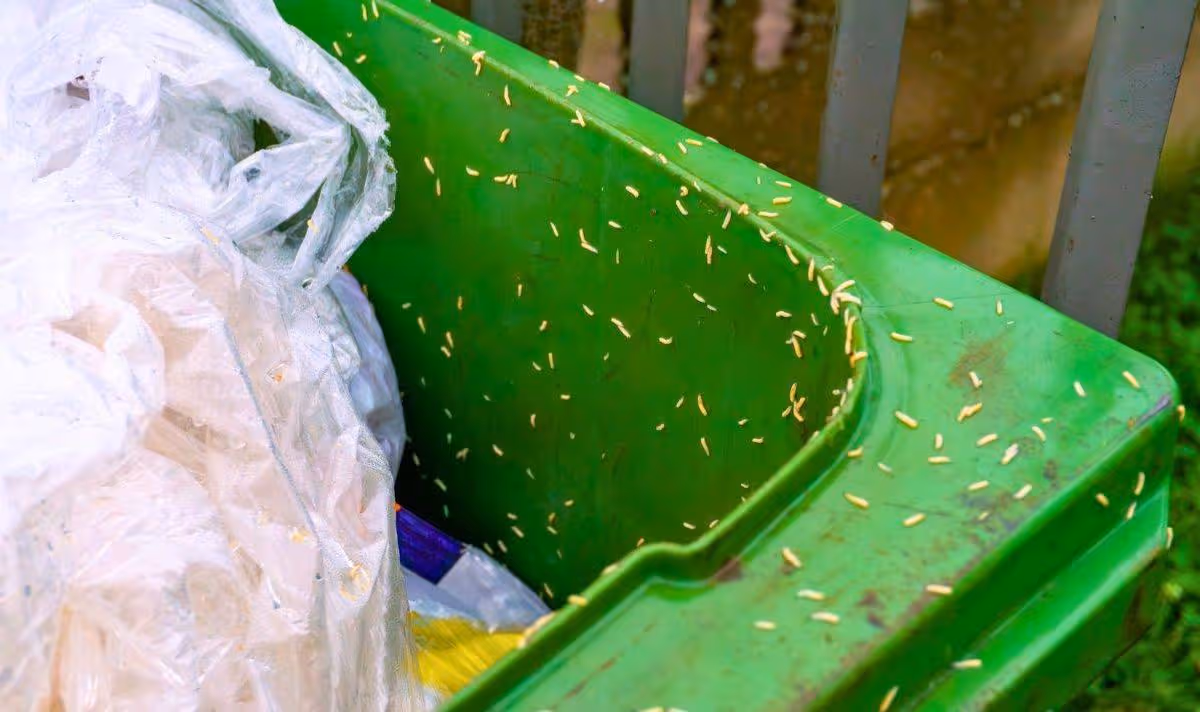 Picture of maggots on a wheelie bin