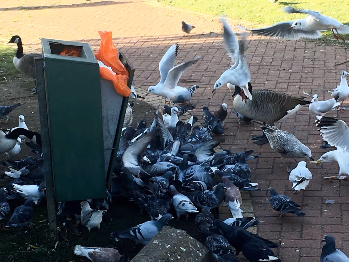 Pidgeon's,Geese and Seagulls scavenging for food around a broken Litter Bin,