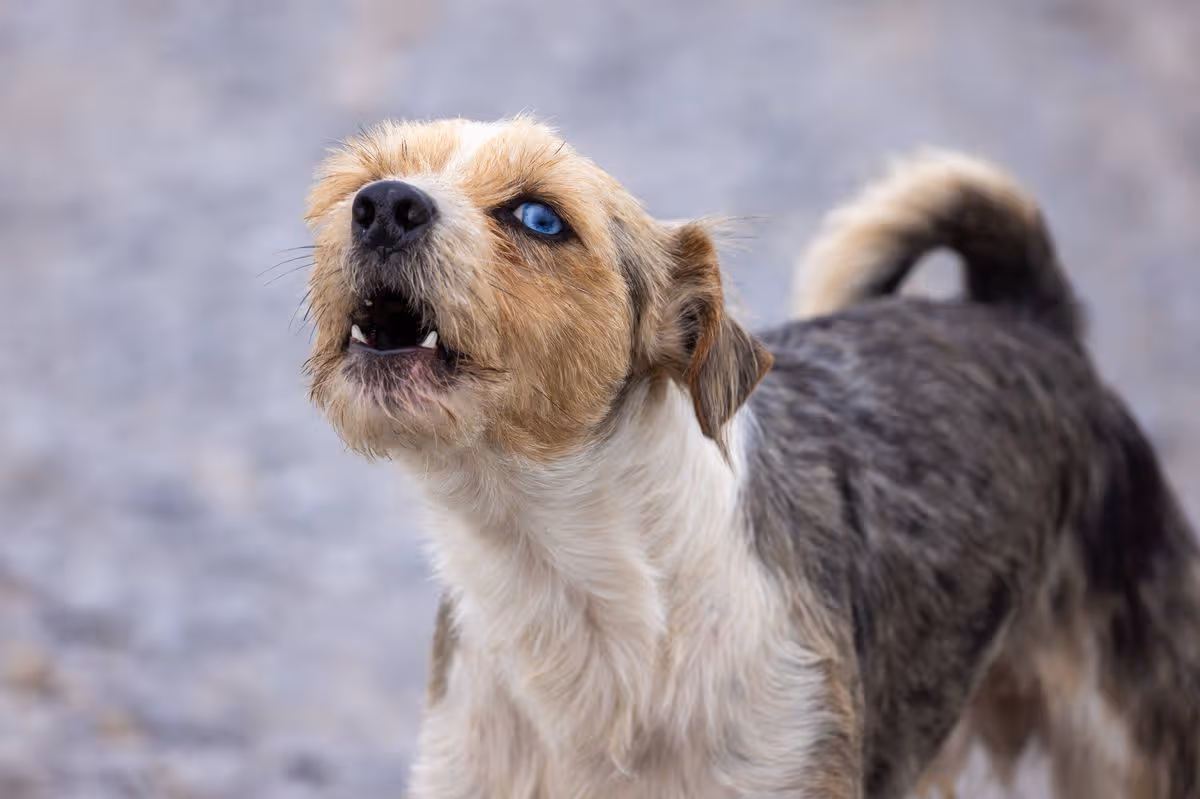A stray dog with vivid blue eyes is seen barking while standing on a gravel surface. Free-roaming and abandoned dogs often rely on nearby communities for food, safety, and basic care, and mixed-breed features like bright eye color reflect generations of unmanaged breeding. Improved access to veterinary services, spay and neuter programs, and responsible pet ownership help support the welfare of stray dog populations.