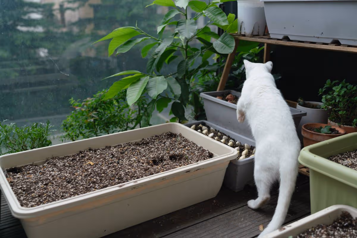 Cats love using flowerbeds as toilets