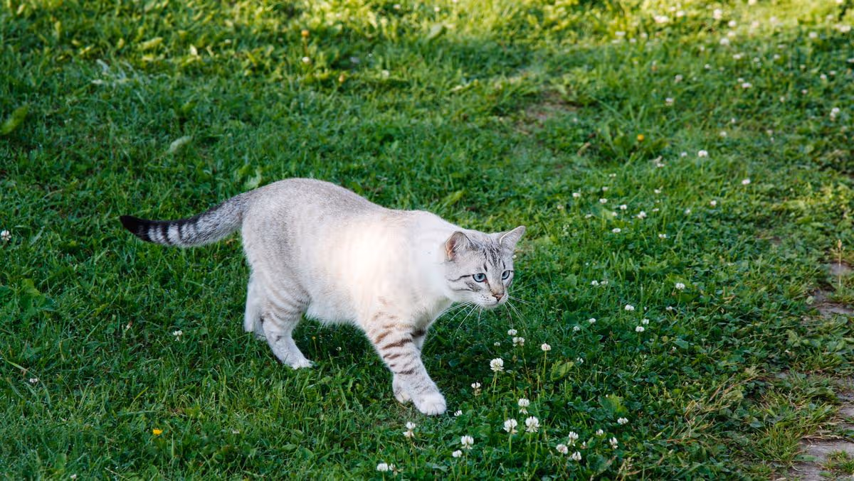 1778593385_0_cat3.jpg