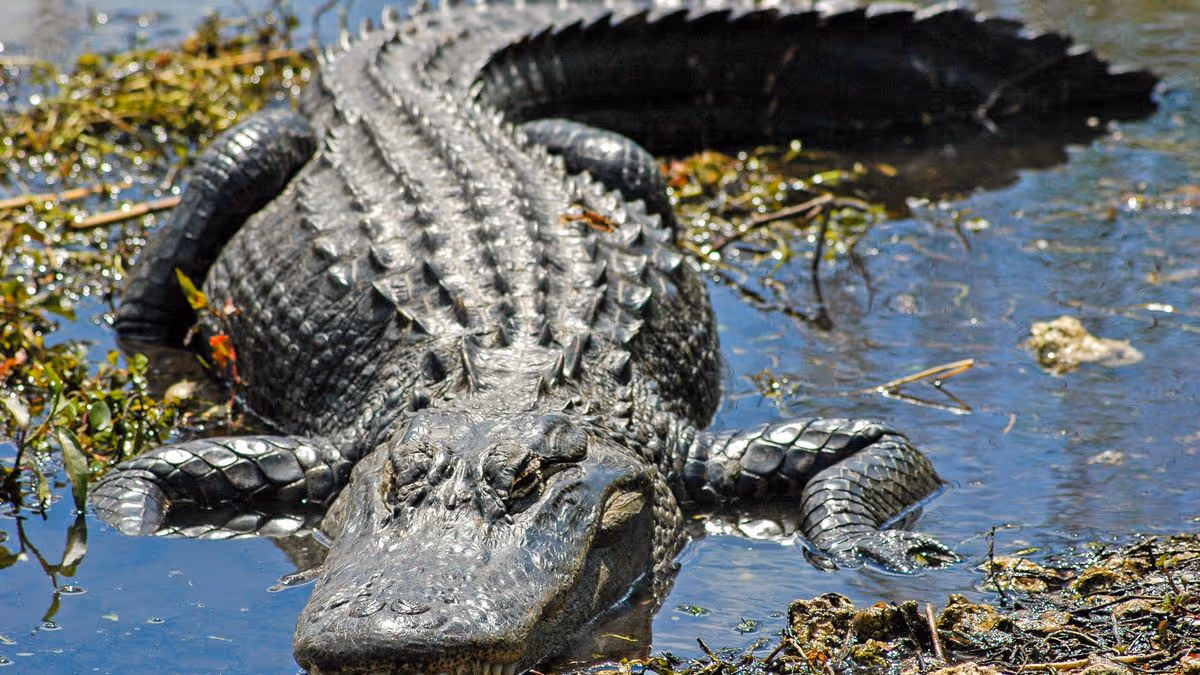 0_An-alligator-basks-in-the-shallows-Everglades-National-Park.jpg