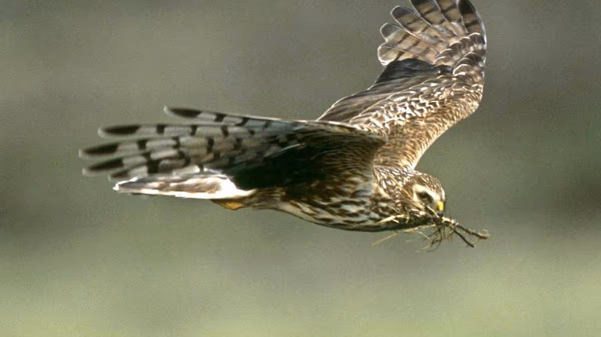 0_Concern-over-hen-harrier-numbers.jpg