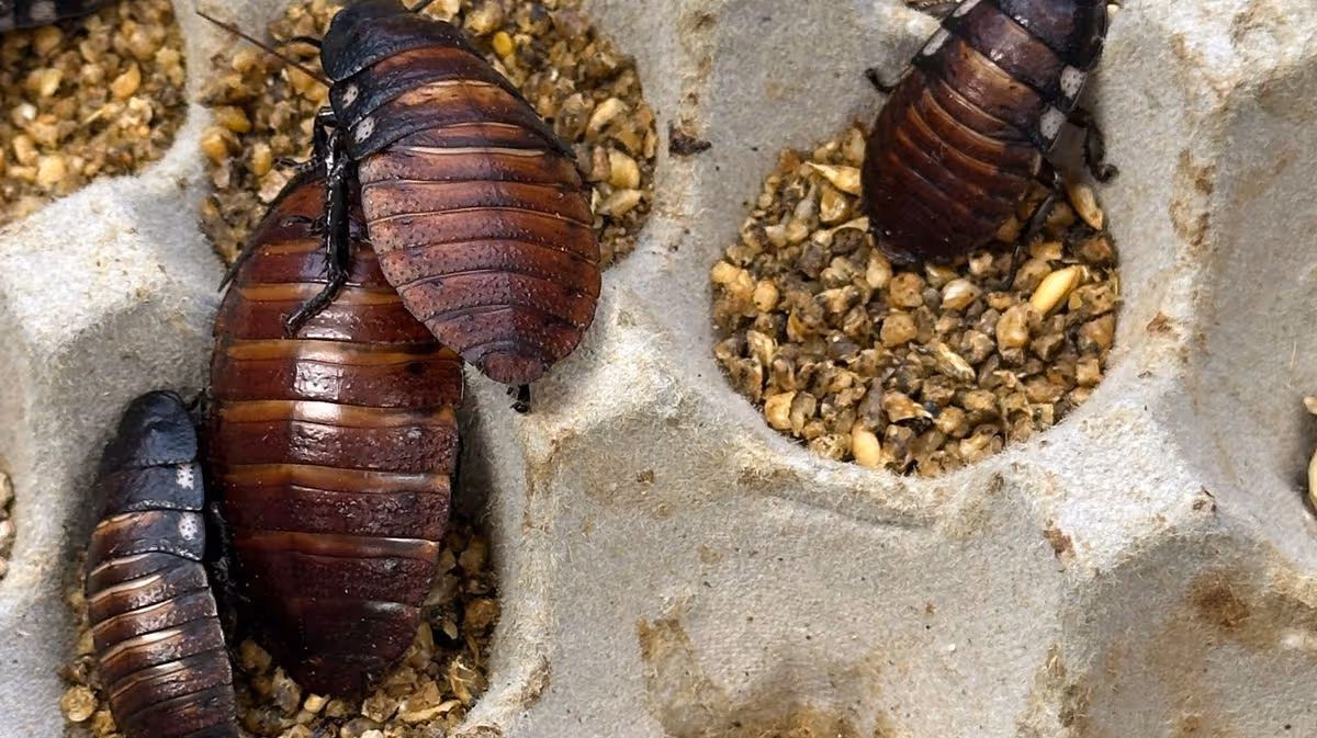1_AUSTRALIA-WILDLIFE-COCKROACH-ANIMAL.jpg