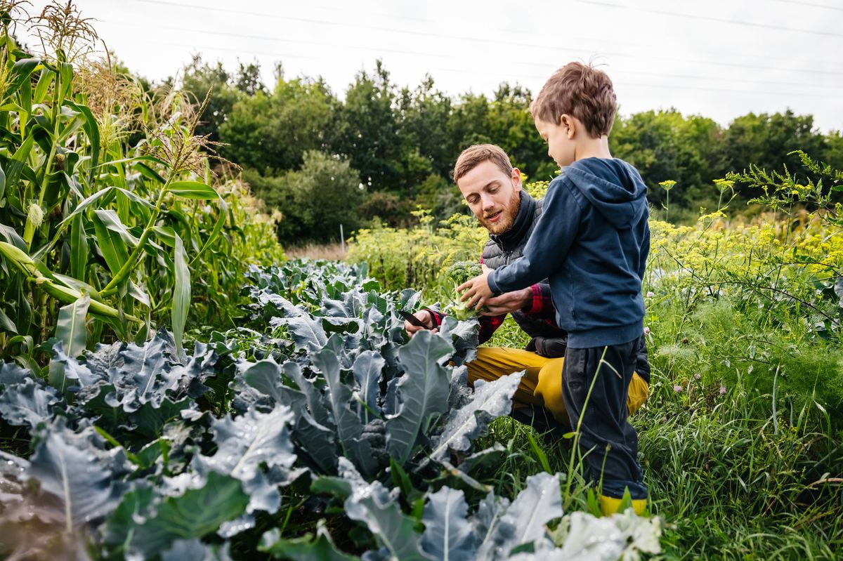A young bot helping his father while farming vegetables on an organict farm ogether.