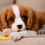 1773761109_0_Funny-Cavalier-King-Charles-Spaniel-dog-puppy-chewing-his-favorite-toy-while-lying-on-dog-bed-insi.jpeg