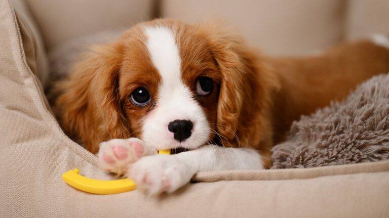 1773761109_0_Funny-Cavalier-King-Charles-Spaniel-dog-puppy-chewing-his-favorite-toy-while-lying-on-dog-bed-insi.jpeg