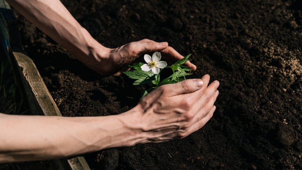 1773893900_0_A-man-plants-a-flower-in-the-ground-in-his-garden-Hands-close-up-on-brown-dirt-background.jpg