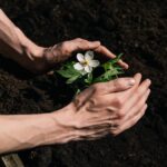 1773893900_0_A-man-plants-a-flower-in-the-ground-in-his-garden-Hands-close-up-on-brown-dirt-background.jpg