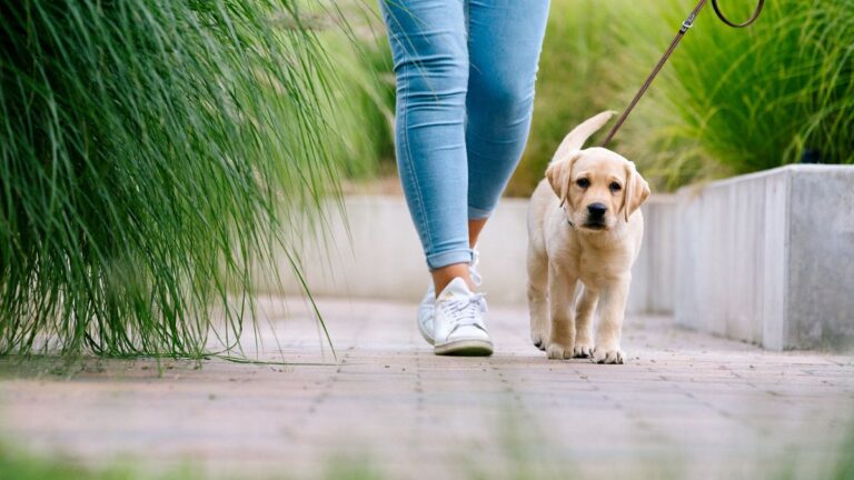 1773984622_0_dog-walk-cute-Labrador-Puppy-walks-by-feet.jpg