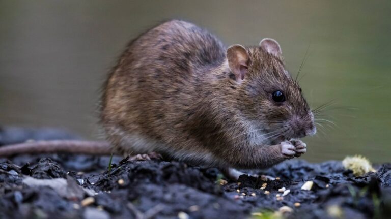 1774763074_1_Brown-rat-Sonian-Forest.jpg