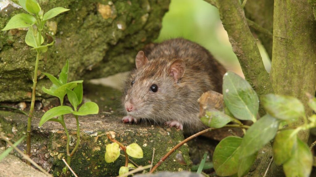0_Brown-rat-outdoors-amongst-leaves-and-plants.jpg