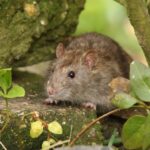 0_Brown-rat-outdoors-amongst-leaves-and-plants.jpg