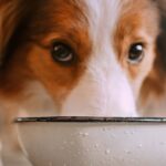 1775871821_0_red-and-white-border-collie-dog-drinking-from-a-water-bowl.jpg