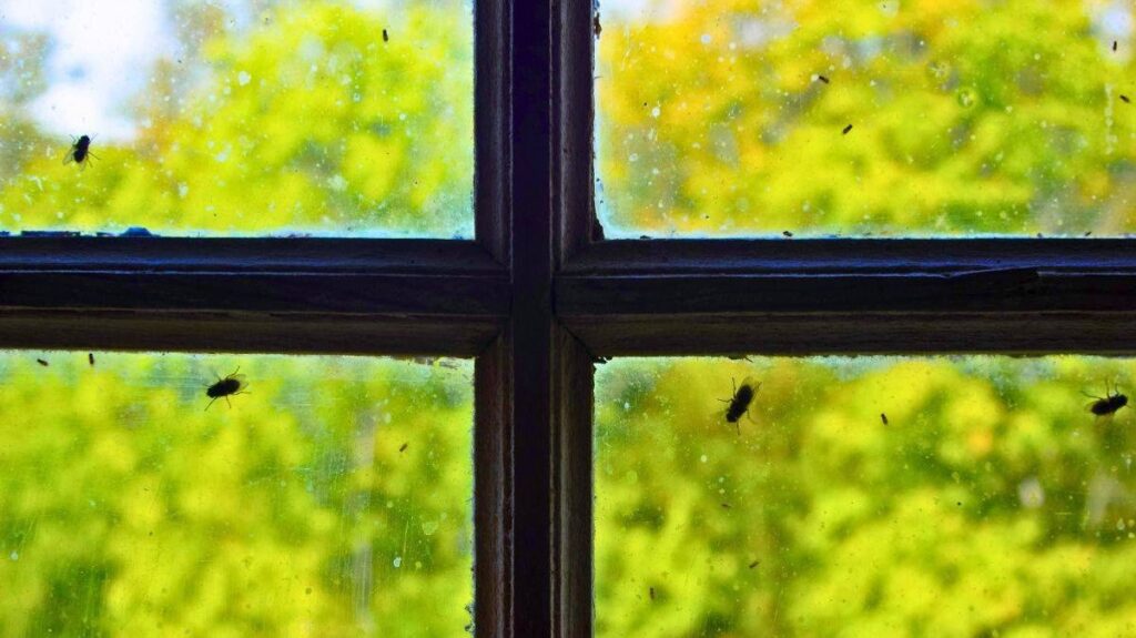 1776005886_0_Picture-of-flies-around-windows.jpg