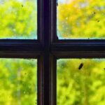 1776005886_0_Picture-of-flies-around-windows.jpg