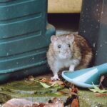 1776405435_0_An-unwanted-rat-in-a-household-garden.jpg