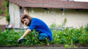 1776476357_0_Young-woman-working-in-the-garden-getting-rid-of-weed-from-potato-rows-springtime.jpg