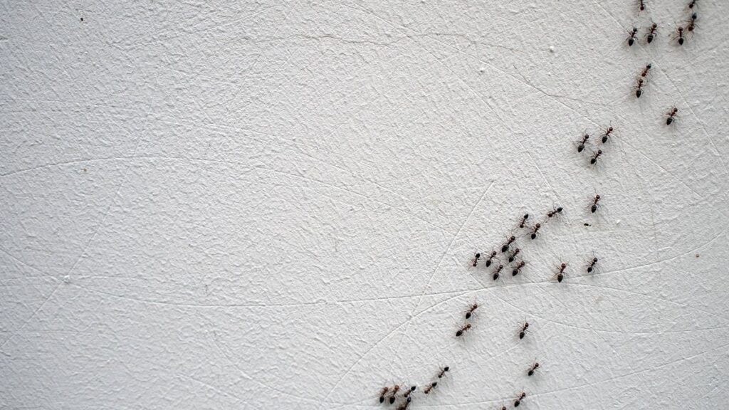 1776556533_0_The-chain-of-ants-close-up.jpg