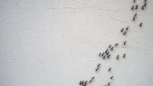 1776556533_0_The-chain-of-ants-close-up.jpg
