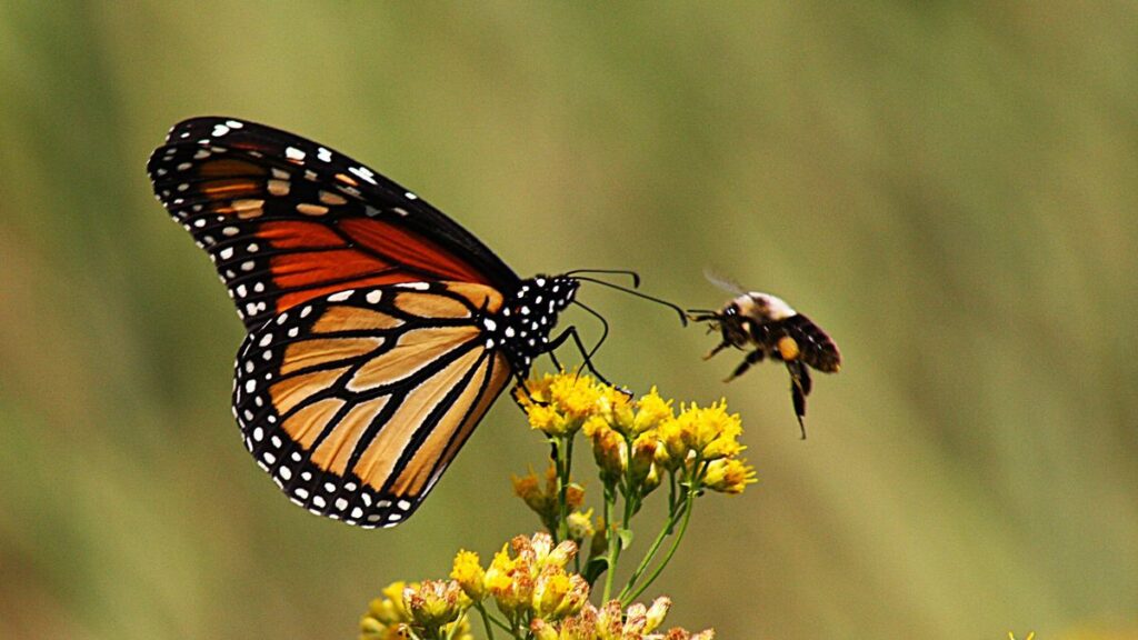 1776938707_0_Monach-Butterfly-and-Bumble-Bee-on-Yellow-Flower.jpg