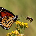 1776938707_0_Monach-Butterfly-and-Bumble-Bee-on-Yellow-Flower.jpg