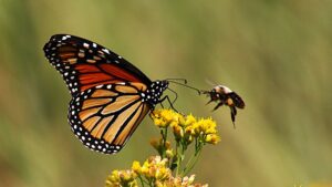 1776938707_0_Monach-Butterfly-and-Bumble-Bee-on-Yellow-Flower.jpg