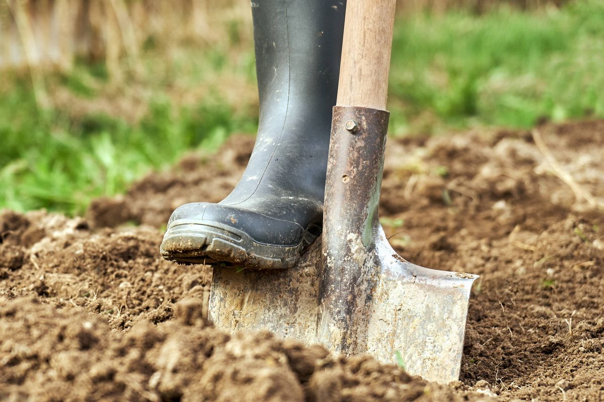 Foot wearing a rubber boot digging an earth with a spade in a garden for planting vegetables